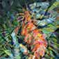 Iguana Painting